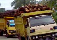 Bikin Was-was! Banyak Truk Sawit Over Tonase Melintas di Jalanan Rohul